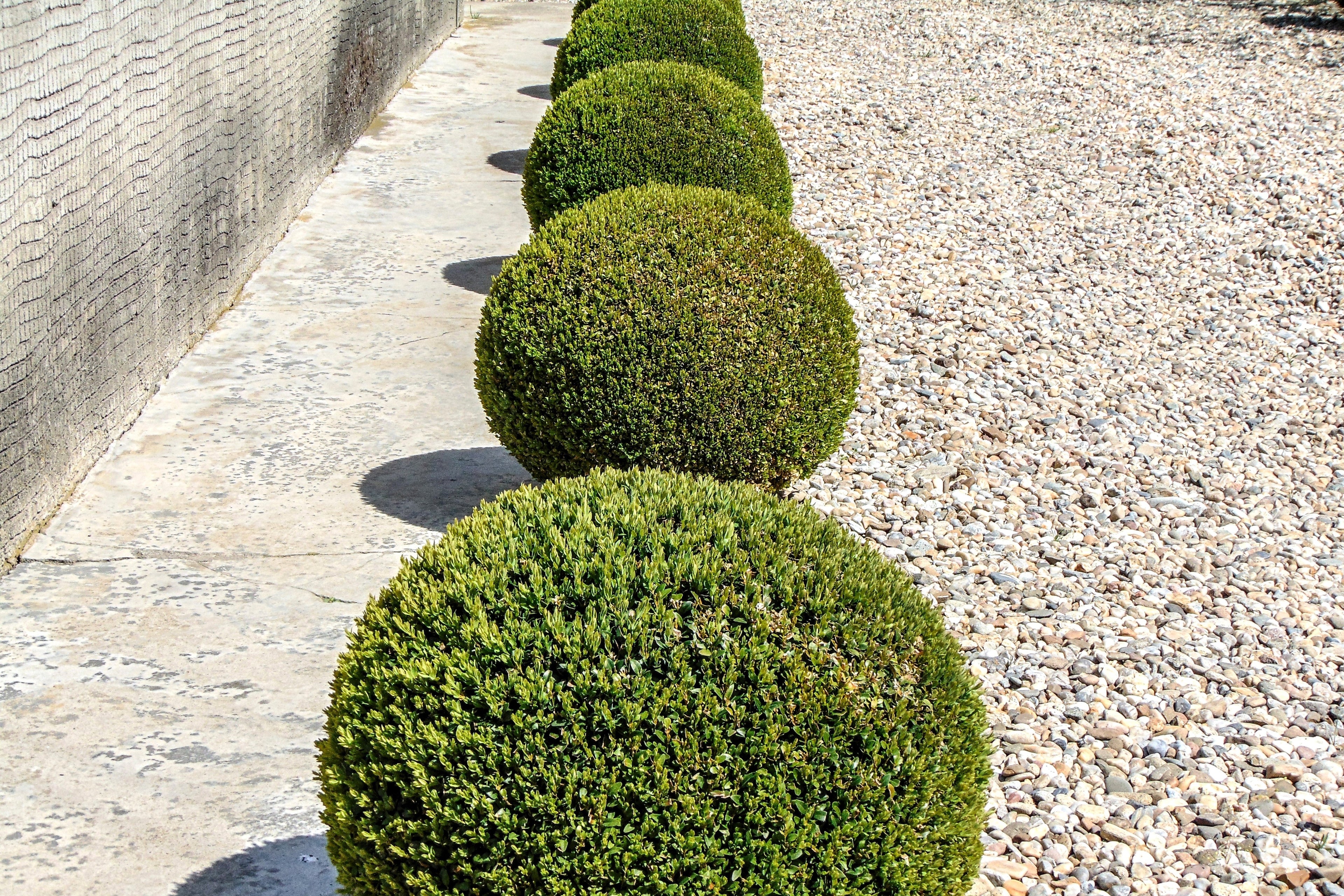 30 AMERICAN BOXWOOD Common Buxus Sempervirens European Box Shrub Seeds
