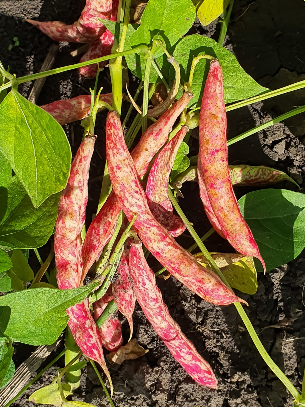 50 CRANBERRY BEAN French Horticulture Borlotti Roman Phaseolus Vegetable Seeds