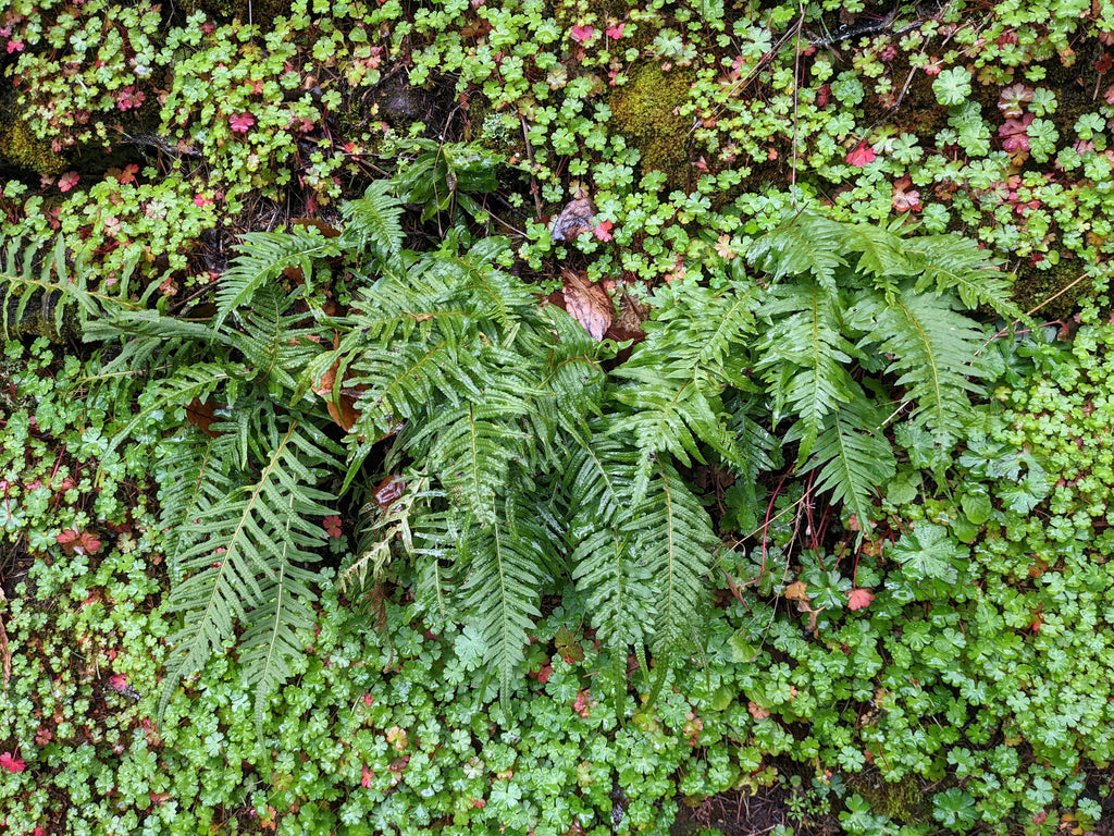 1500 Western SWORD FERN Giant Holly Swordfern Polystichum Munitum Aspidium Solitarium Spores Seeds
