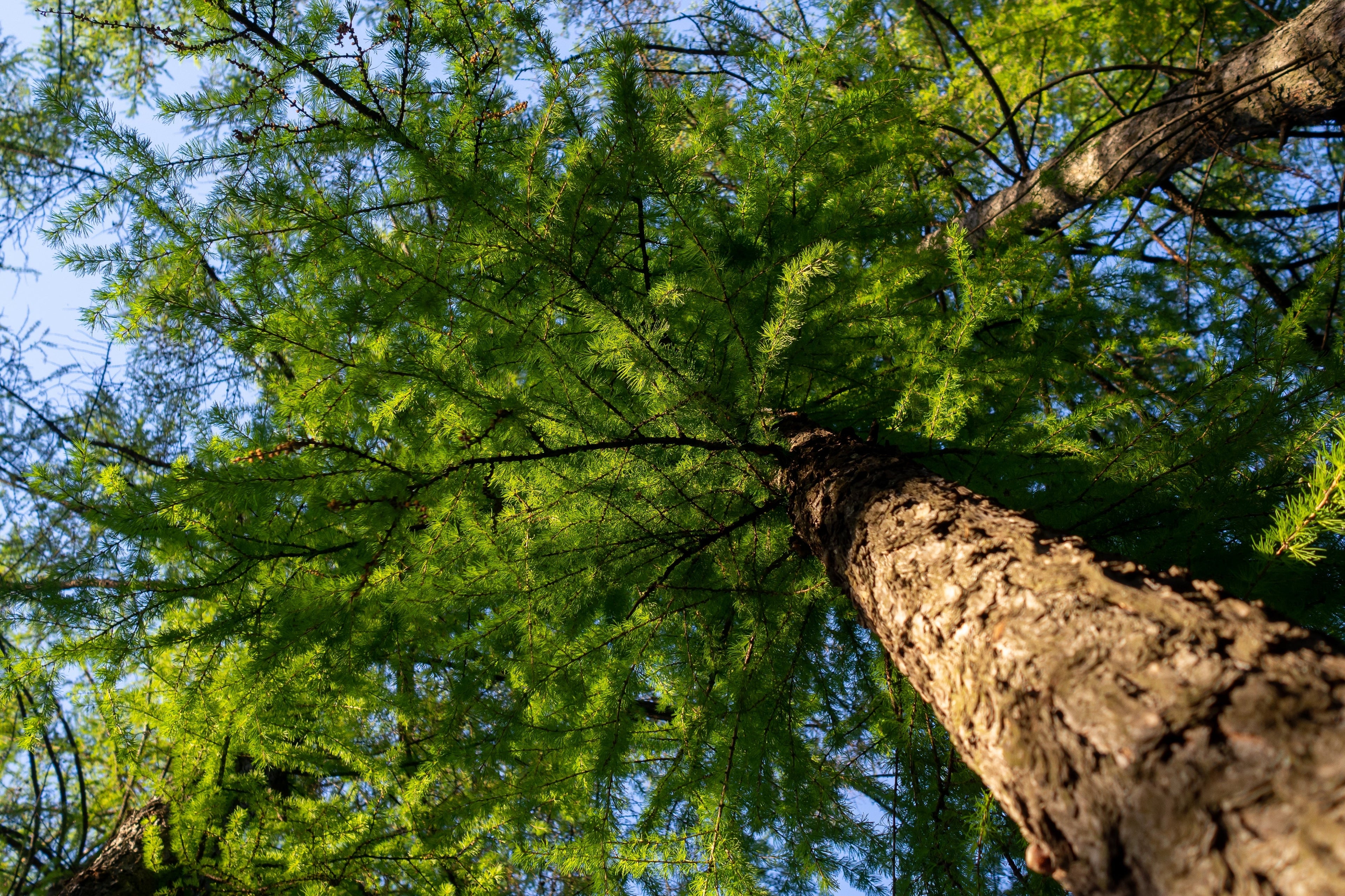 25 EUROPEAN LARCH TREE Pine Pinetree Evergreen Larix Decidua Seeds