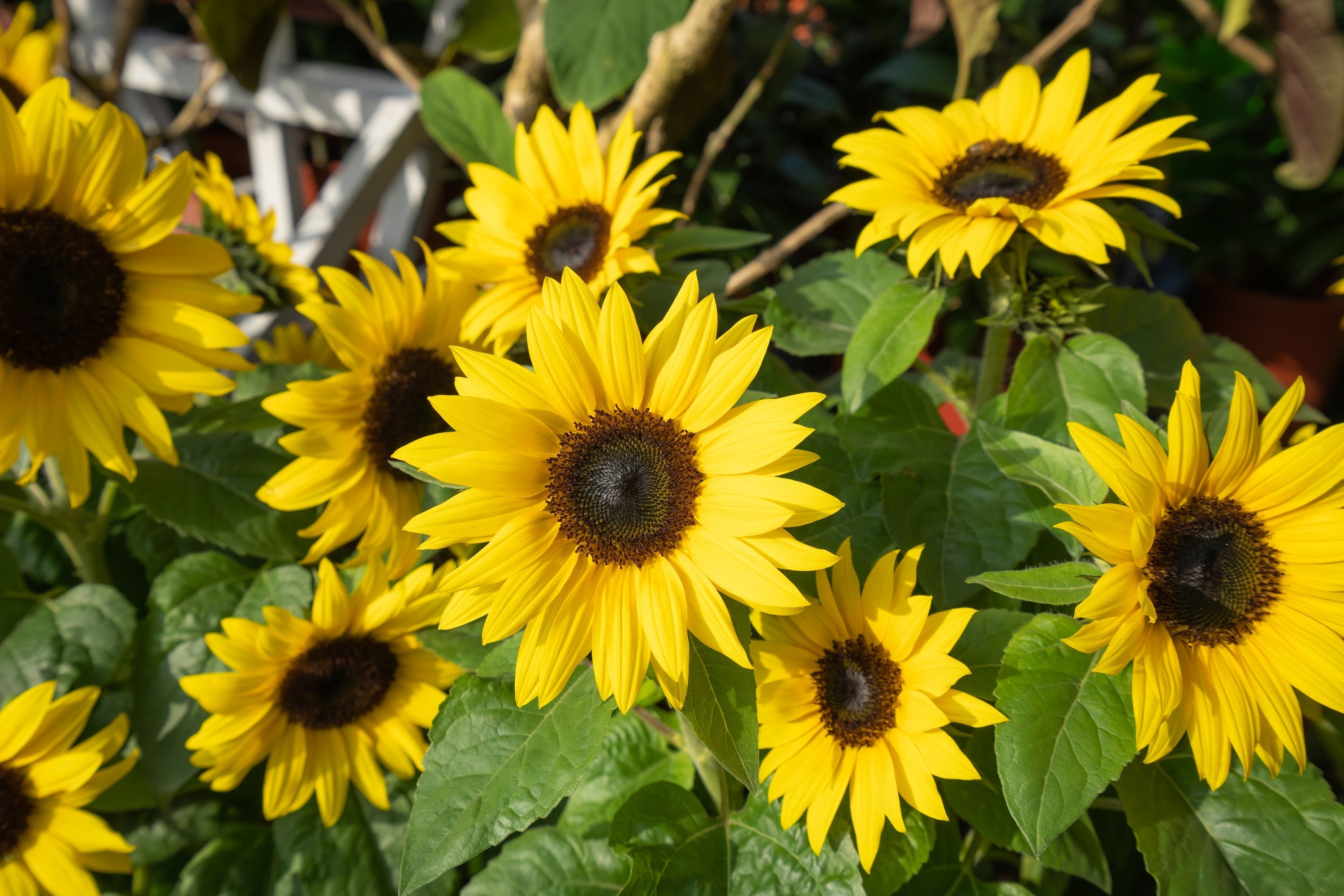 30 INCREDIBLE DWARF SUNFLOWER Helianthus Annuus Flower Seeds