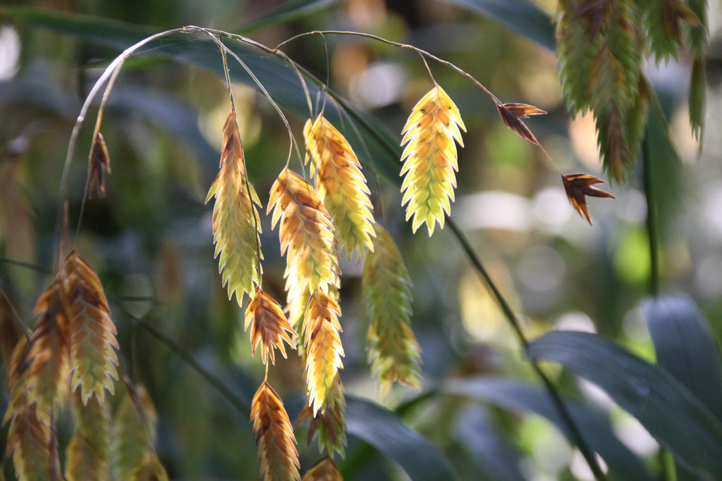 100 NORTHERN SEA OATS Grass Inland Chasmanthium Latifolium Seeds