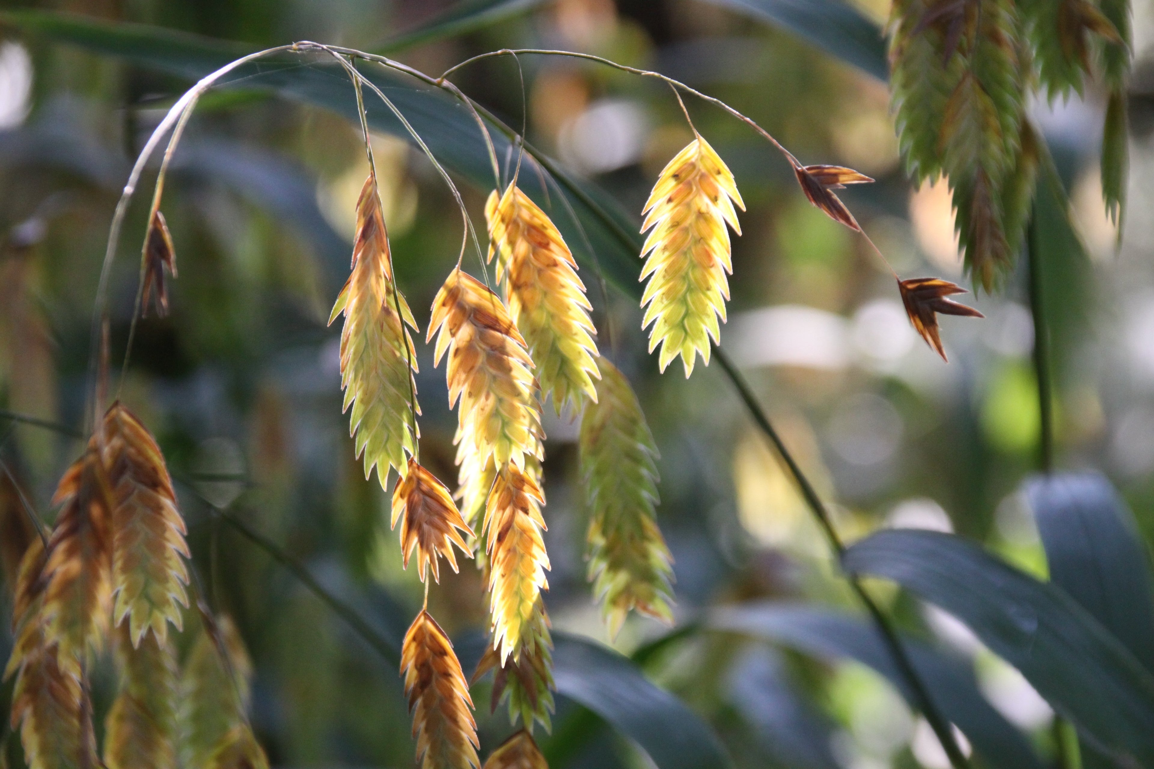 100 NORTHERN SEA OATS Grass Inland Chasmanthium Latifolium Seeds