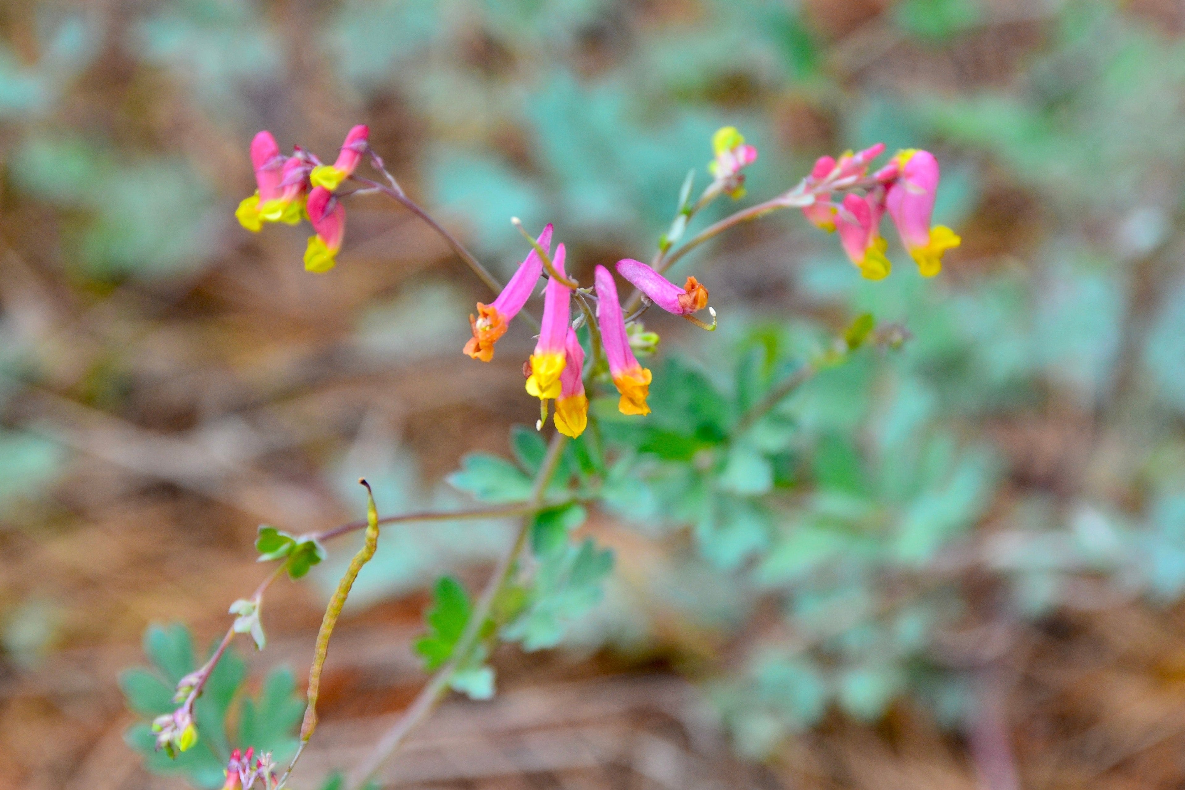 50 ROCK HARLEQUIN Pink & Yellow Corydalis Sempervirens Flower Seeds