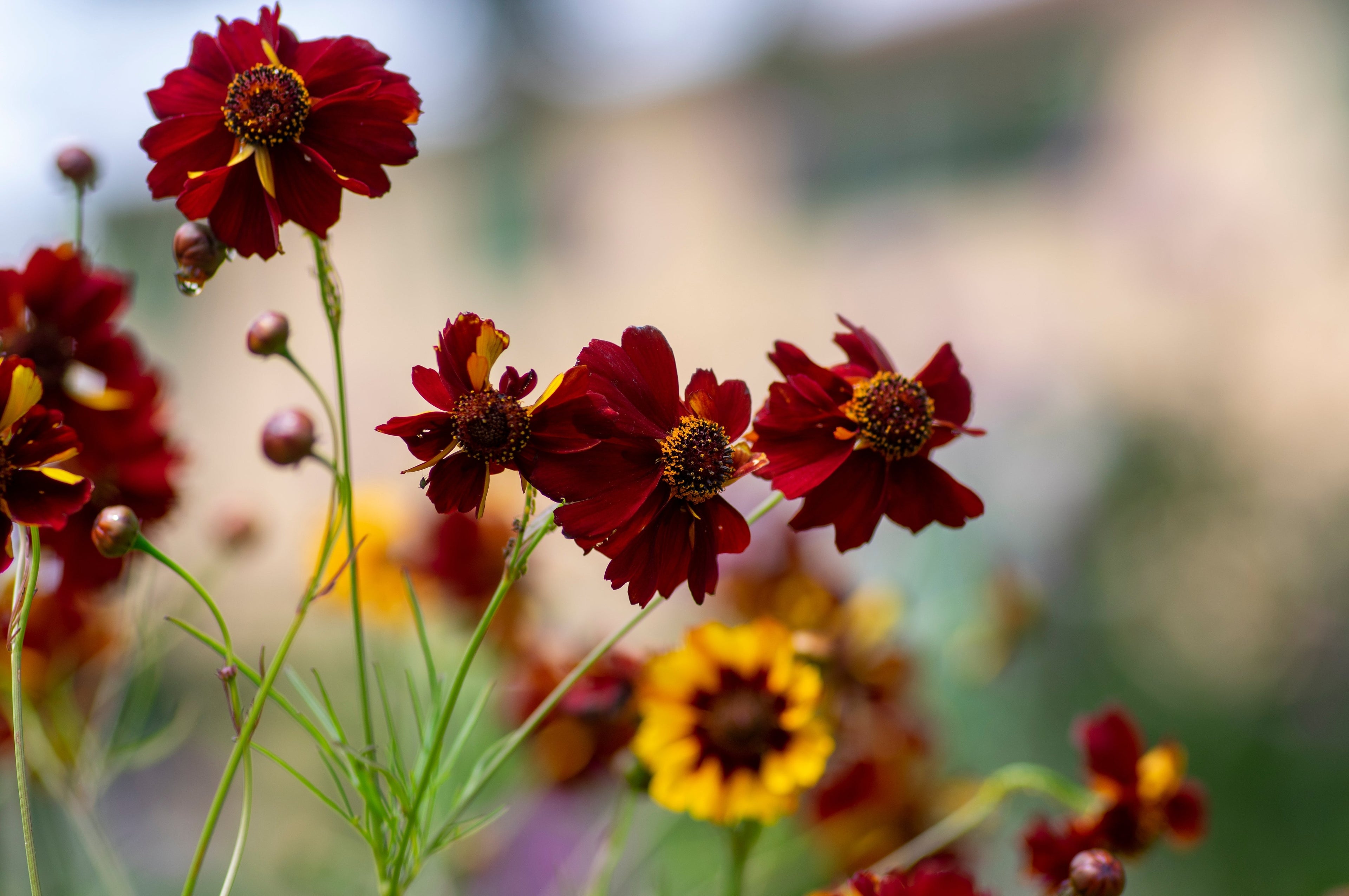 50 MAHOGANY MIDGET COREOPSIS Tinctoria Red Dwarf Flower Seeds