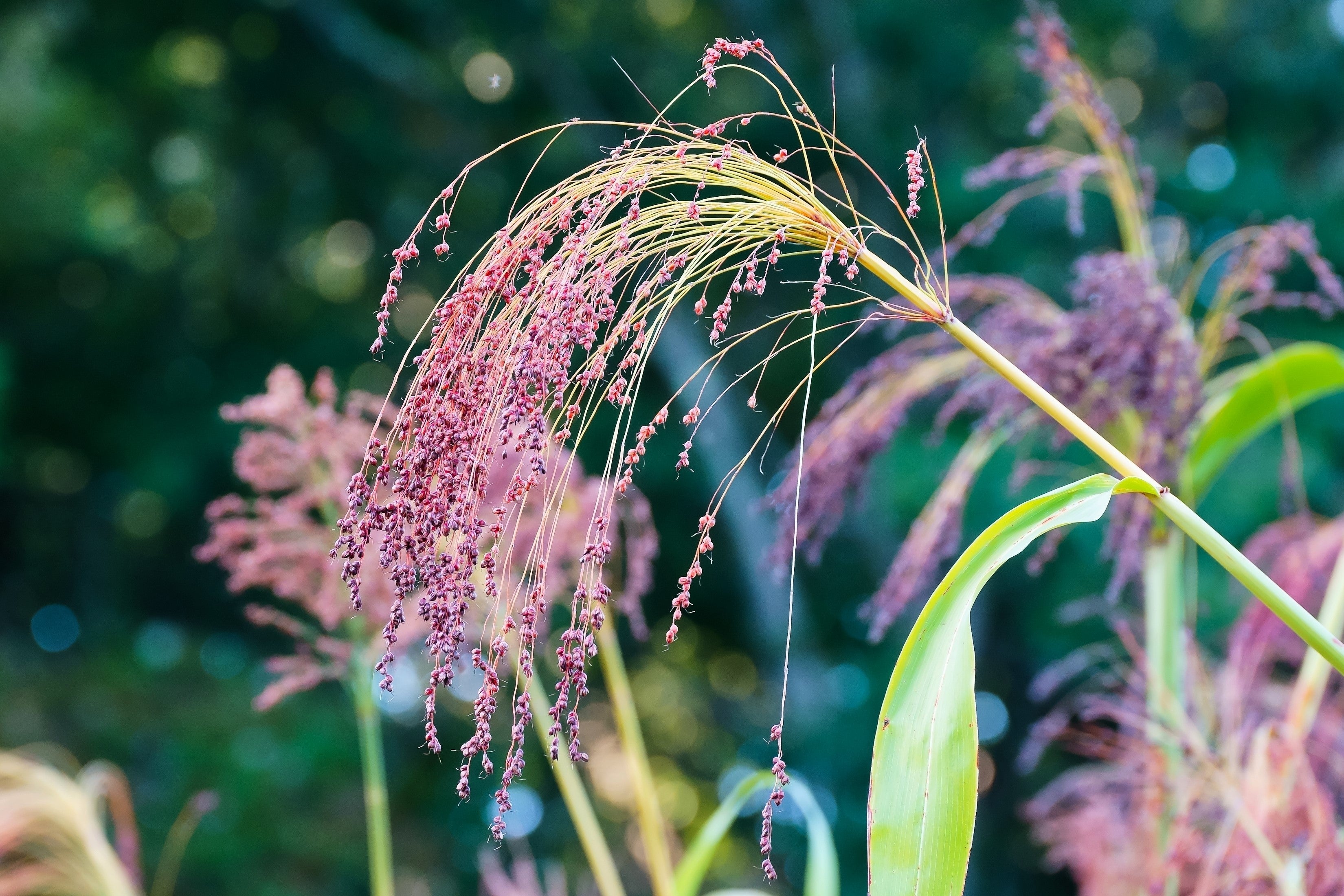 50 Mixed Colors BROOM CORN SORGHUM Bicolor Heirloom Grain Seeds for Dried Decor
