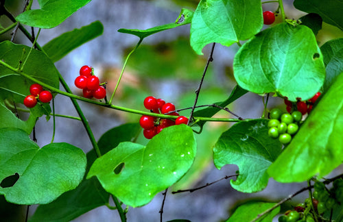 10 CAROLINA MOONSEED Snailseed / Coralbeads Flower Vine Cocculus Carolinus Seeds