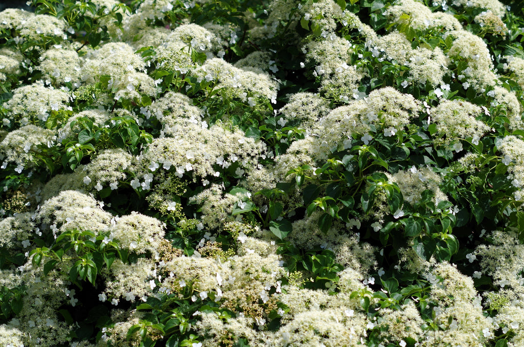 50 CLIMBING HYDRANGEA Anomala Petiolaris Vine Flower Seeds