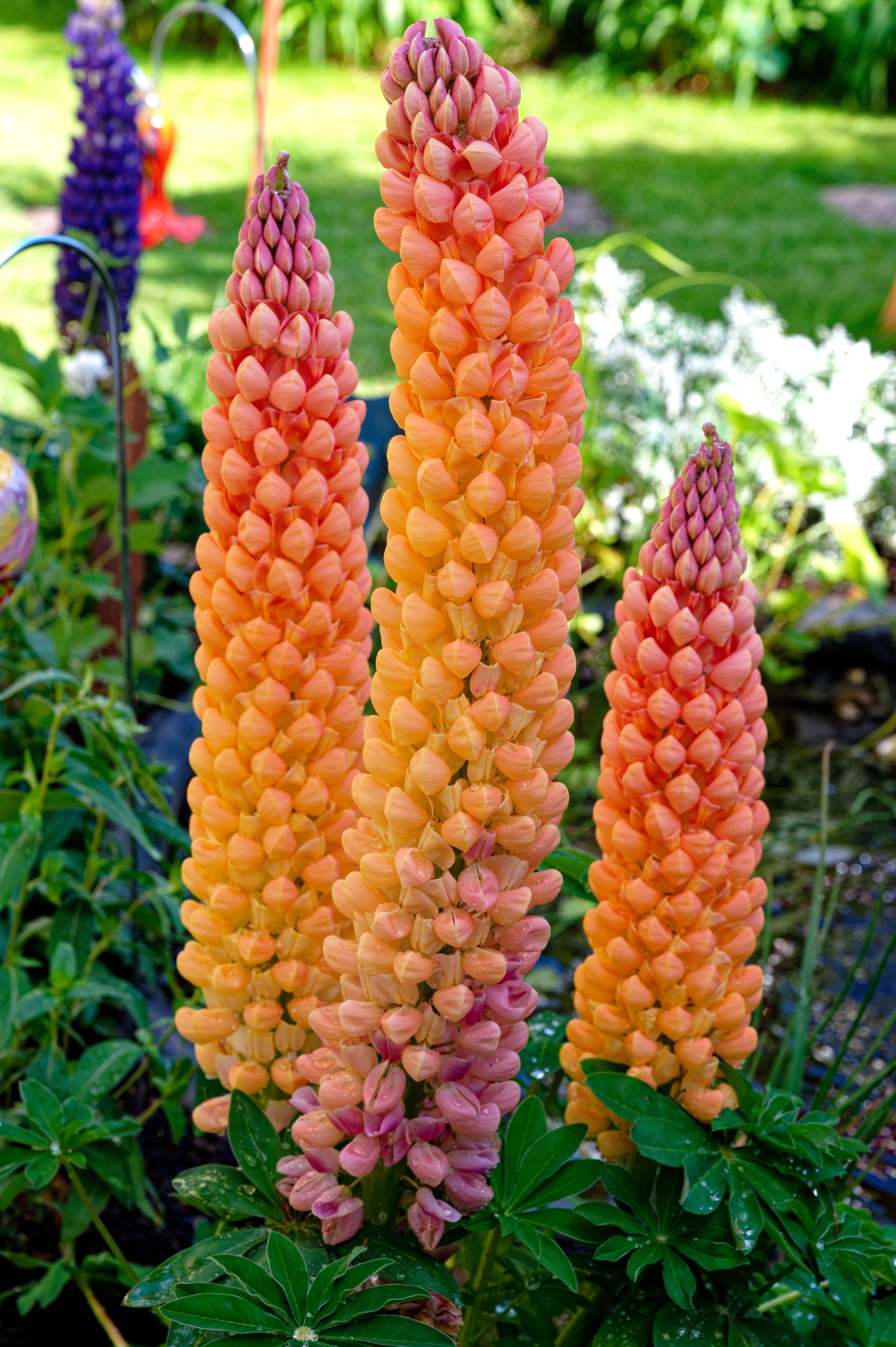 75 Mixed Colors RUSSELL LUPINE (Streamside, Bigleaf, Garden, or Washington Lupine) Lupinus Polyphyllus Flower Seeds