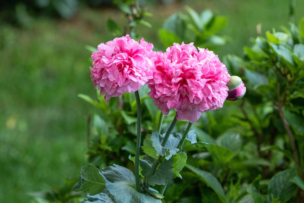 Bombastic Flower 250 Bombast ROSE PEONY POPPY Papaver Peoniflorum Flower Seeds – Nate's ...