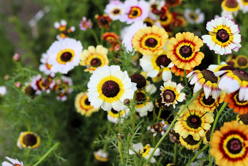 250 TRICOLOR PAINTED DAISY (Pyrenthrum Daisy) Chrysanthemum Carinatum Flower Seeds