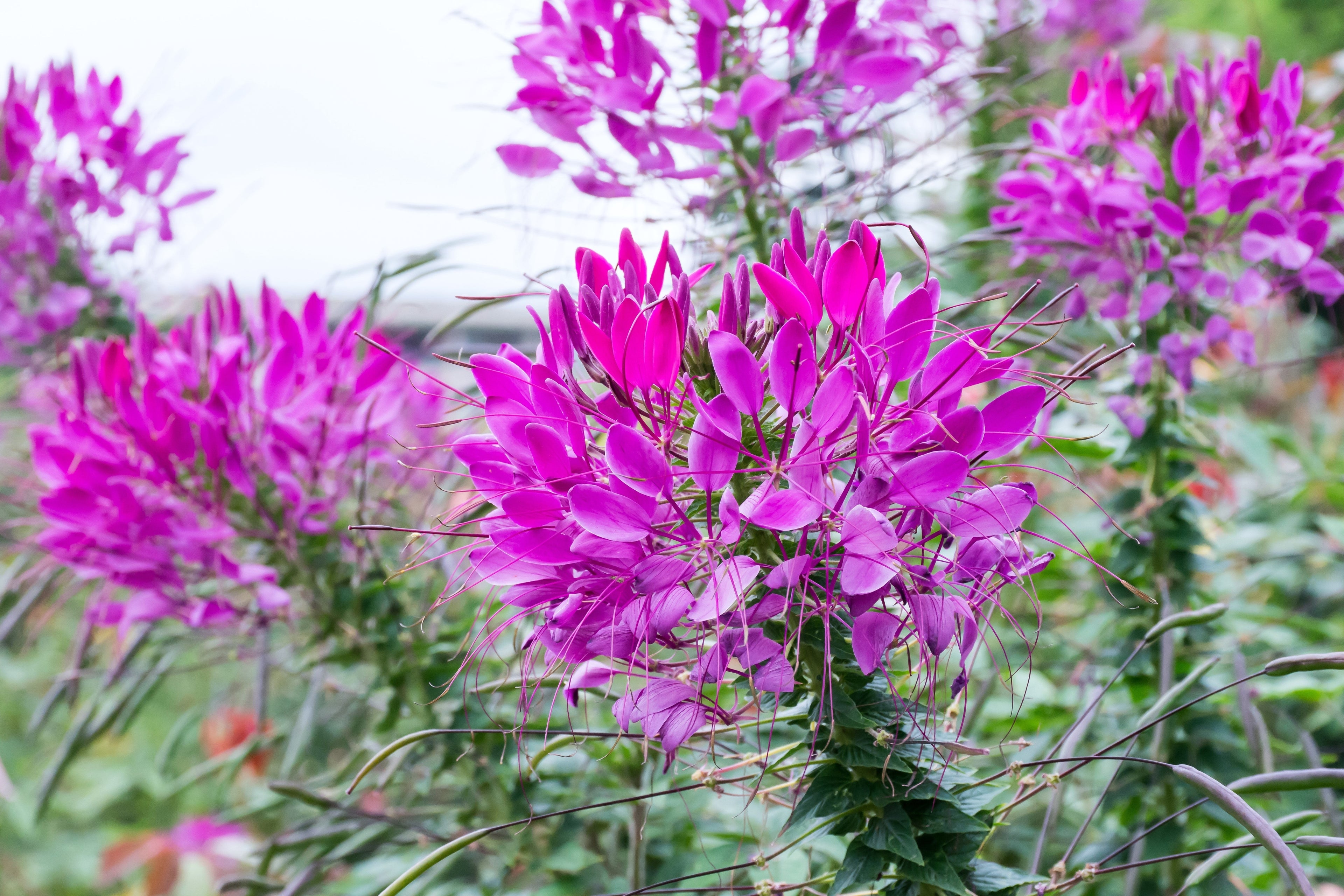 100 VIOLET QUEEN CLEOME Hassleriana Cleome Spinosa Purple Spider Flower Seeds
