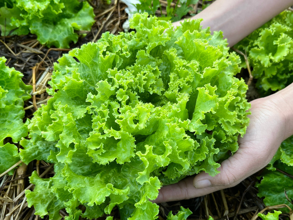 3000 Loose Leaf Green GRAND RAPIDS LETTUCE Lactuca Sativa Vegetable Seeds