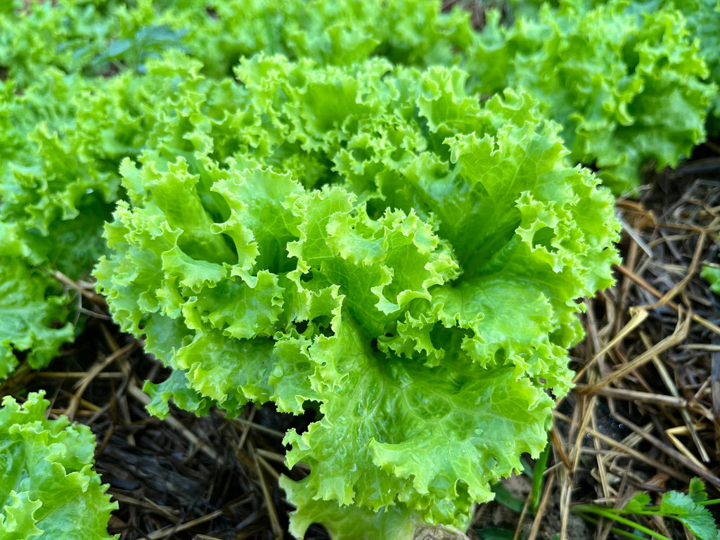 3000 Loose Leaf Green GRAND RAPIDS LETTUCE Lactuca Sativa Vegetable Seeds