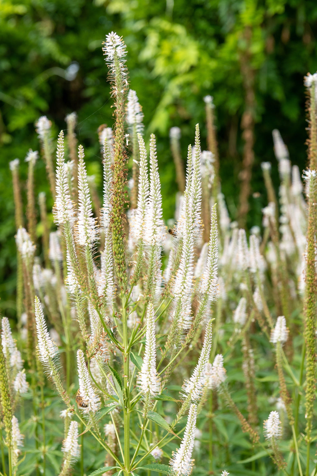 1000 CULVERS ROOT (Black Root) Veronicastrum Virginicum Flower Seeds