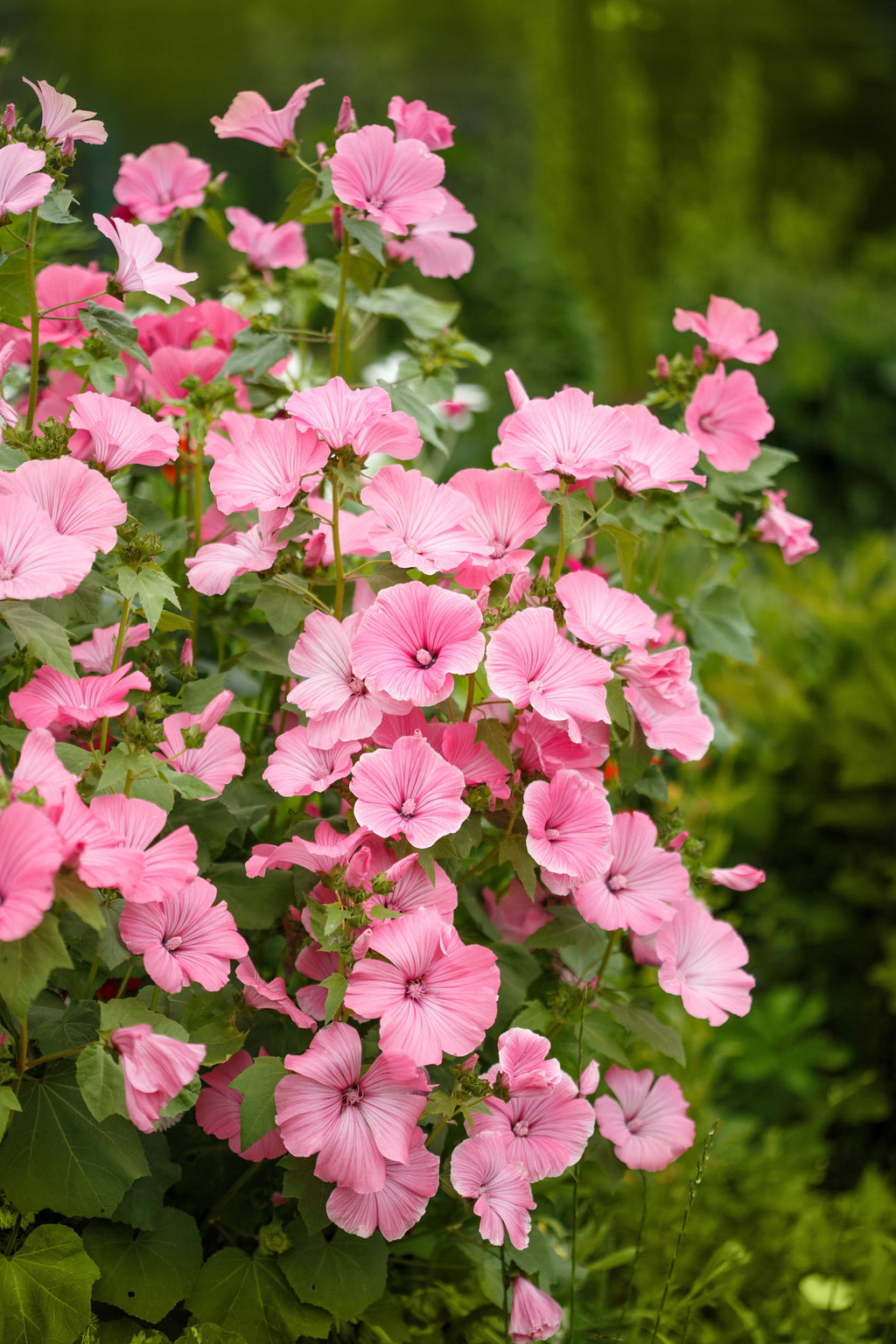 200 ROSE MALLOW MIX (Bush Mallow) Hibiscus Lavatera Trimestris Flower Seeds