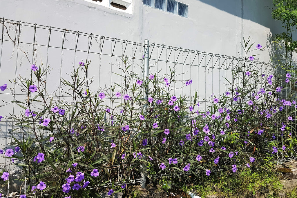 50 Blue Purple FRINGELEAF PETUNIA Wild Ruellia Humilis Perennial Native Flower Seeds