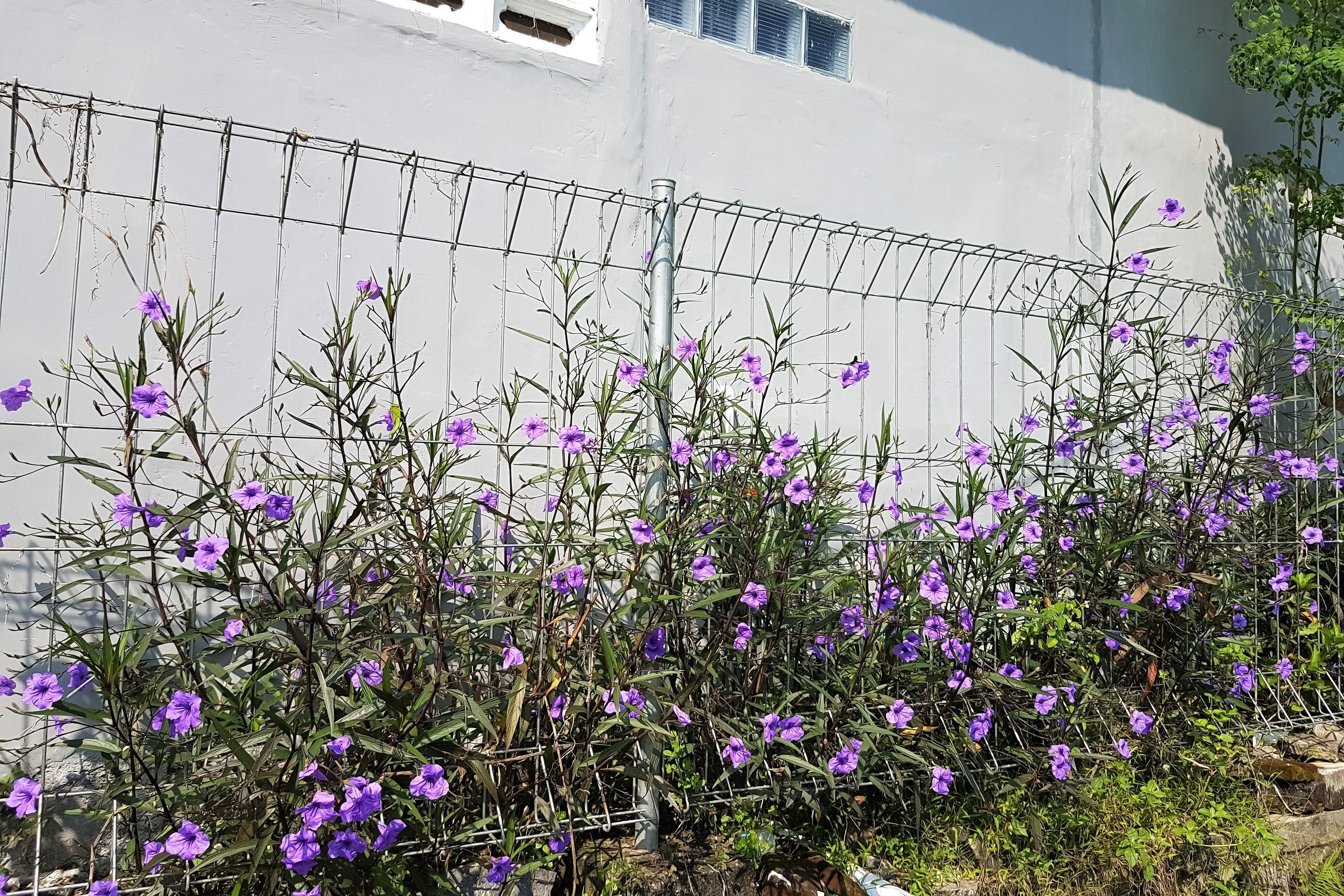 50 Blue Purple FRINGELEAF PETUNIA Wild Ruellia Humilis Perennial Native Flower Seeds