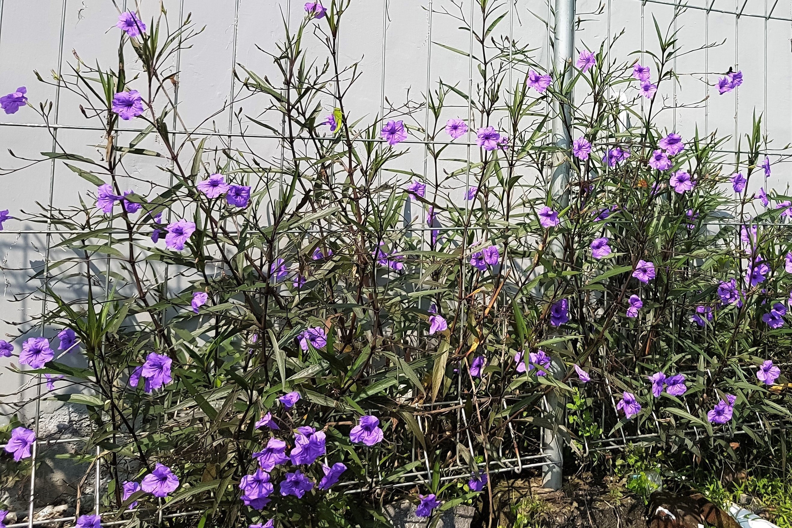 50 Blue Purple FRINGELEAF PETUNIA Wild Ruellia Humilis Perennial Native Flower Seeds