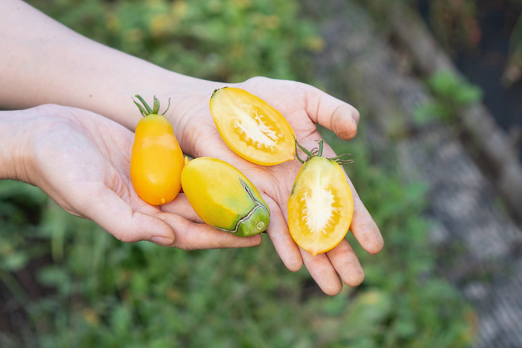 40 BANANA LEGS TOMATO Heirloom Yellow Lycopersicon Fruit Vegetable Seeds