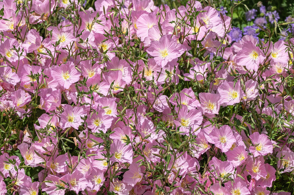 1000 Showy PINK EVENING PRIMROSE (Pink Ladies / Mexican Evening) Oenothera Speciosa Flower Seeds