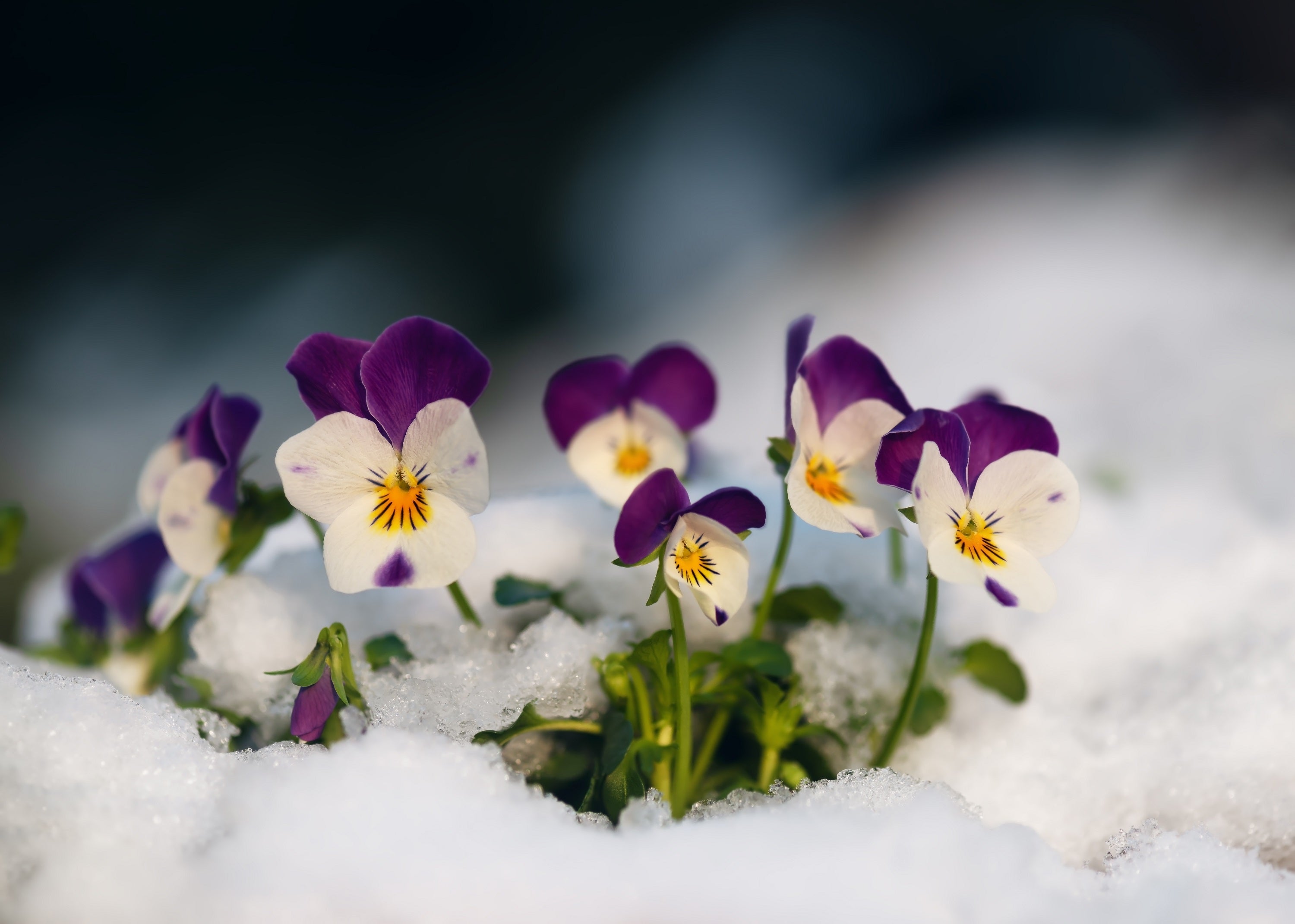 100 JOHNNY JUMP UP Violet Viola Tricolor Flower Seeds