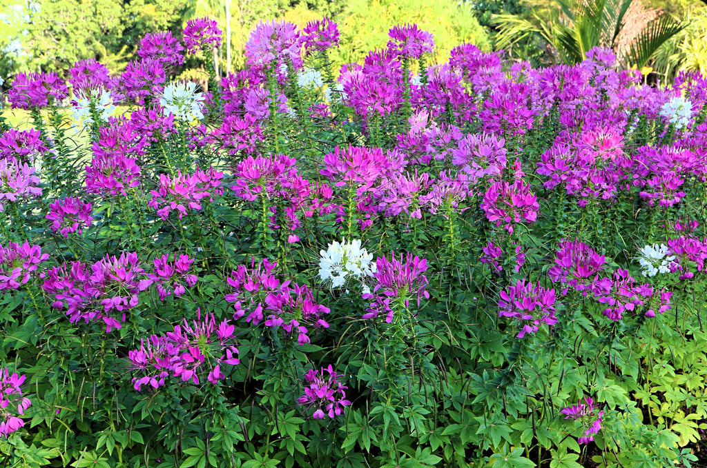 100 VIOLET QUEEN CLEOME Hassleriana Cleome Spinosa Purple Spider Flower Seeds