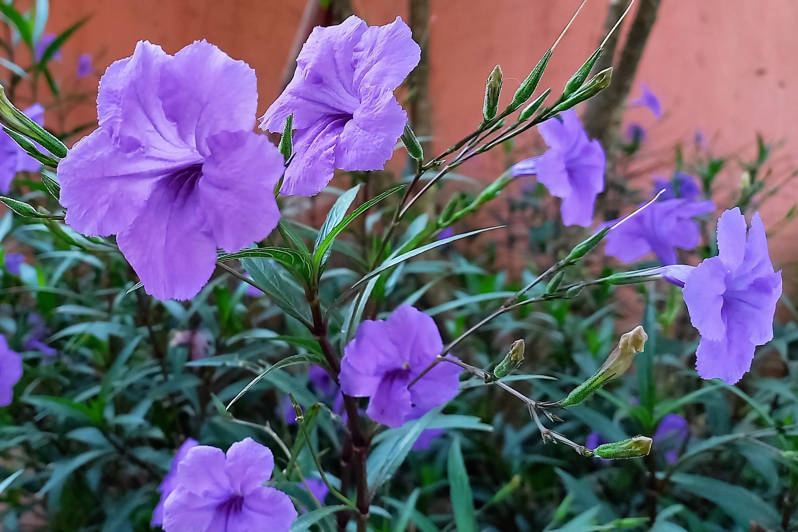 50 Blue Purple FRINGELEAF PETUNIA Wild Ruellia Humilis Perennial Native Flower Seeds