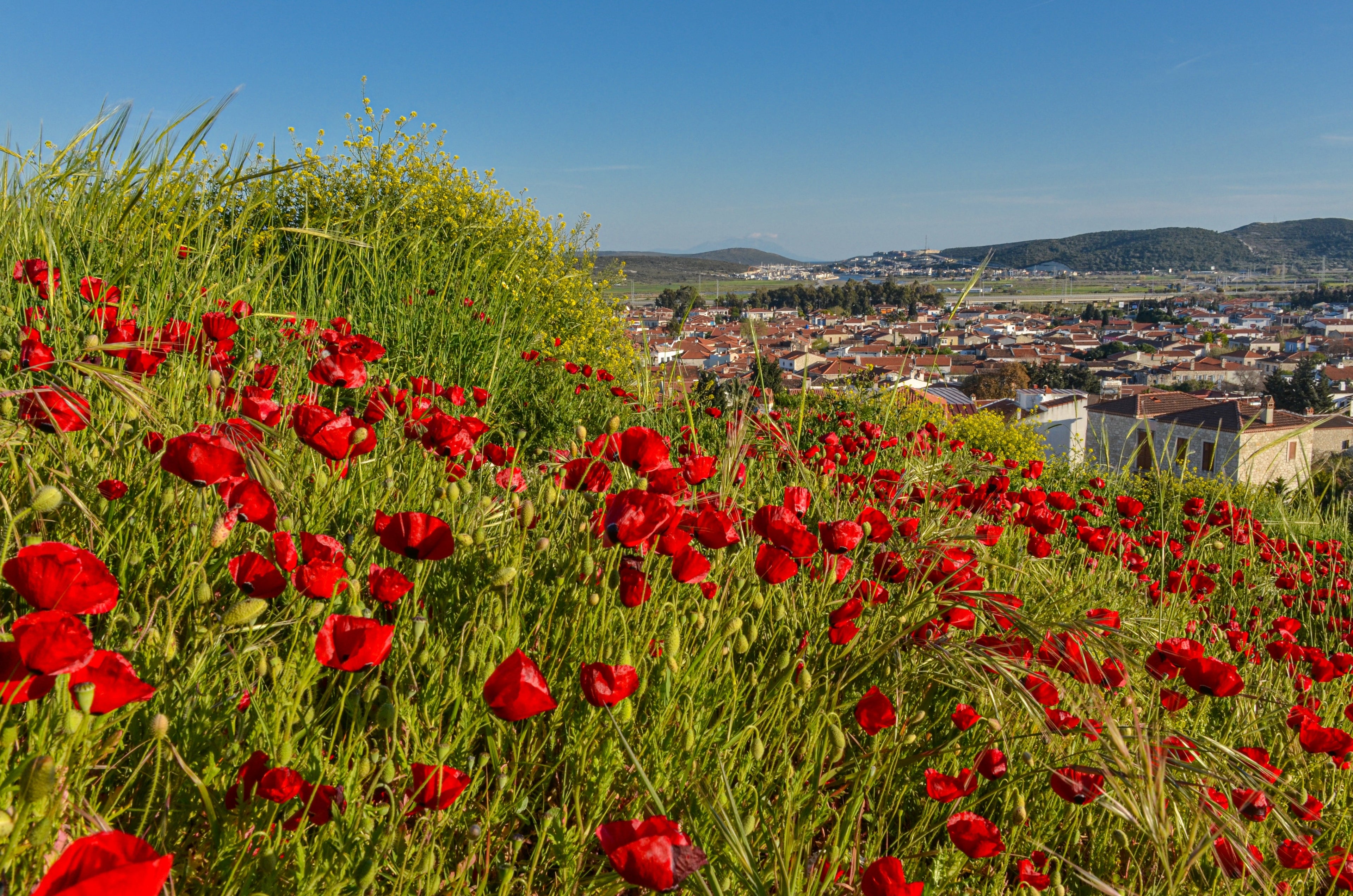 100 RED TURKISH POPPY Heirloom Papaver Somniferum Flower Seeds