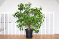 50 WEEPING FIG Ficus Benjamina Benjamin Indian Rubber Tree Houseplant Seeds