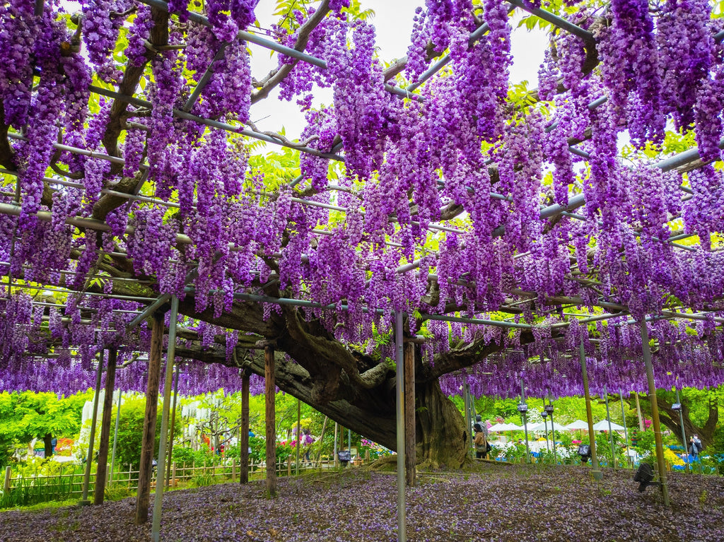 5 JAPANESE WISTERIA Floribunda Flower Purple Ornamental Vine Climber Seeds