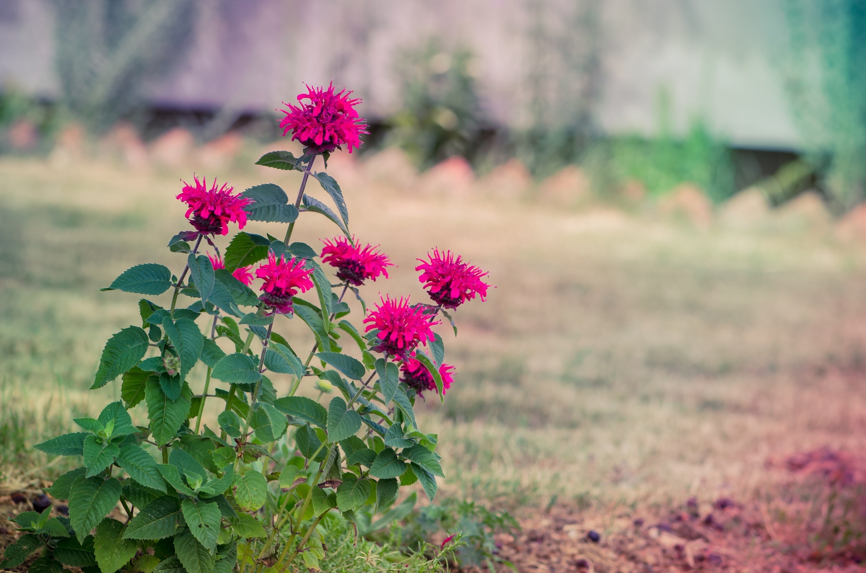 25 BEE BALM MIX Lemon Hummingbird Mint Monarda Didyma Mixed Colors Scarlet, Red, Pink, Purple, Spotted, & Salmon Flower Seeds