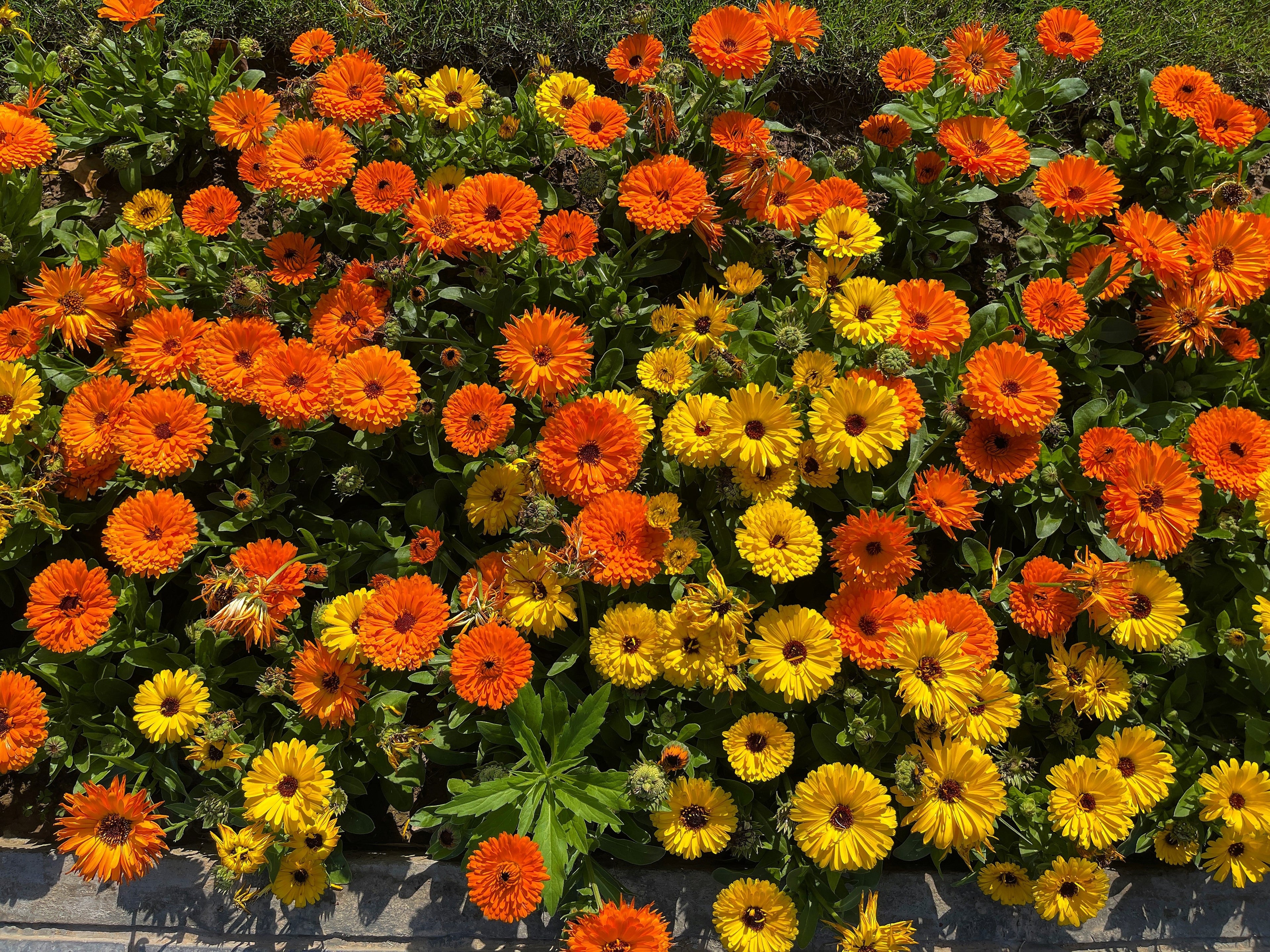 500 Mixed Colors FANCY MIX Pot MARIGOLD Calendula Officinalis Flower Seeds