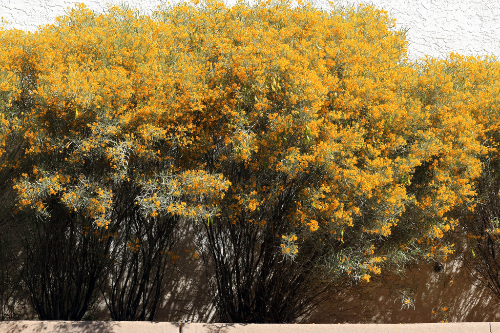50 Yellow FEATHERY Silver CASSIA Green Senna Artemisioides Seeds