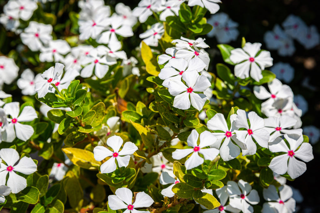 100 BRIGHT EYES PERIWINKLE Vinca Rosea Dwarf White & Pink Flower Seeds