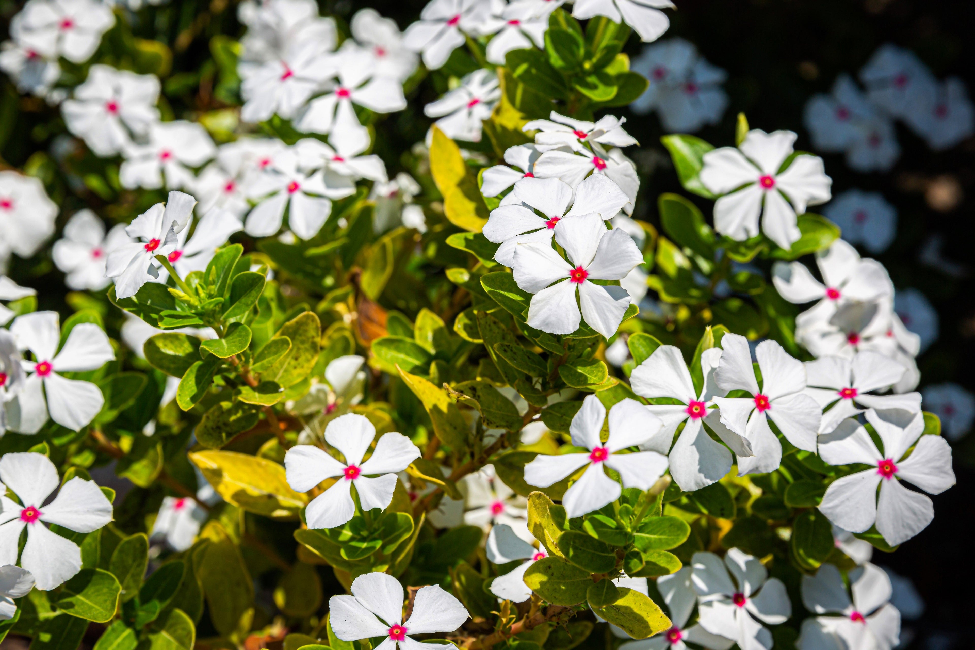 100 BRIGHT EYES PERIWINKLE Vinca Rosea Dwarf White & Pink Flower Seeds