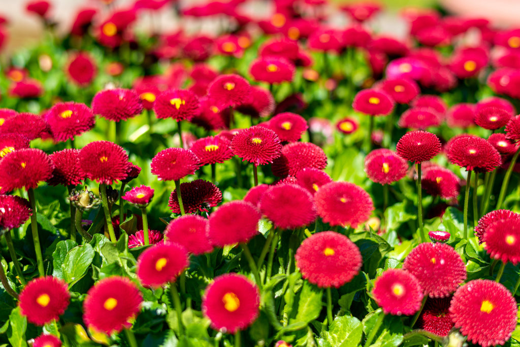 100 RED ENGLISH DAISY Bellis Perennis Double Flower Seeds