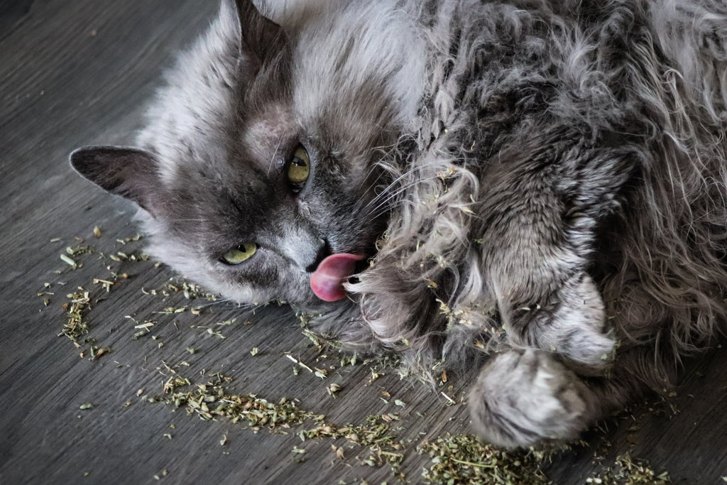1000 HEIRLOOM CATNIP Nepeta Cataria Herb Flower Seeds