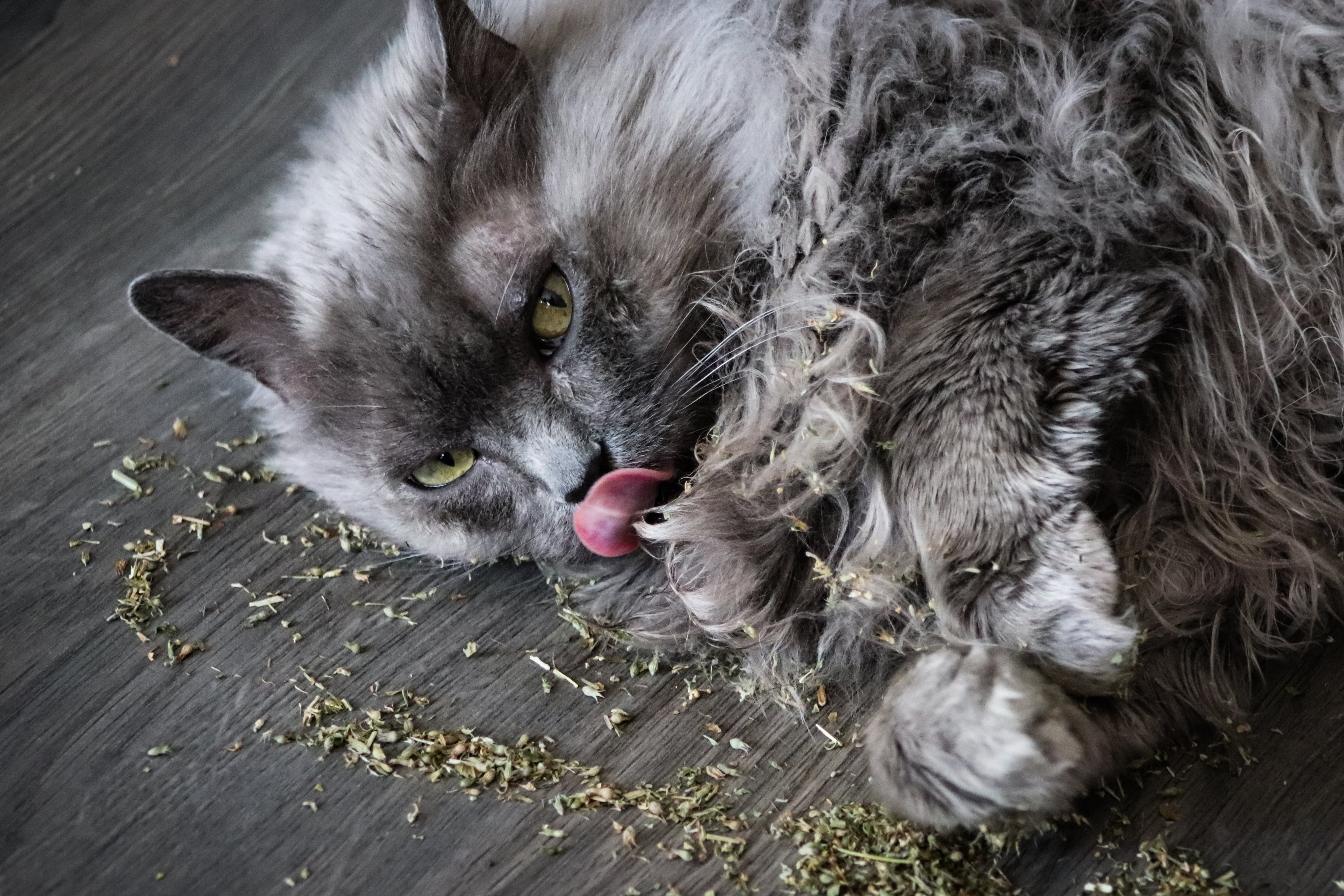 1000 HEIRLOOM CATNIP Nepeta Cataria Herb Flower Seeds