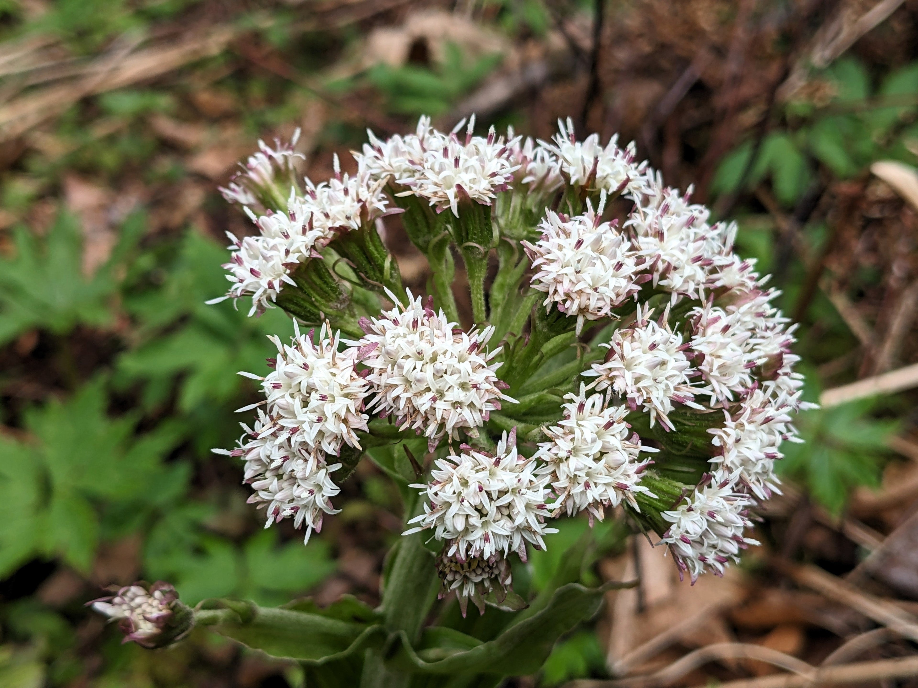 100 ARCTIC SWEET COLTSFOOT Petasites Frigidus Sun Shade Moist White Pink Flower Herb Seeds