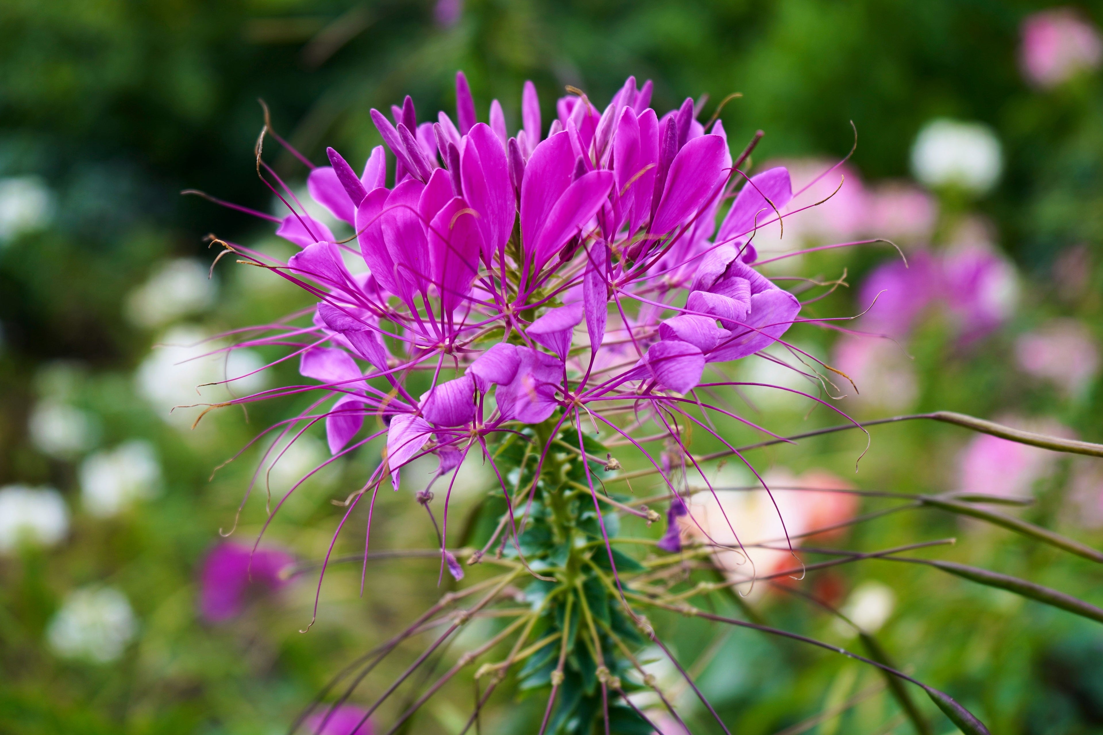 100 VIOLET QUEEN CLEOME Hassleriana Cleome Spinosa Purple Spider Flower Seeds