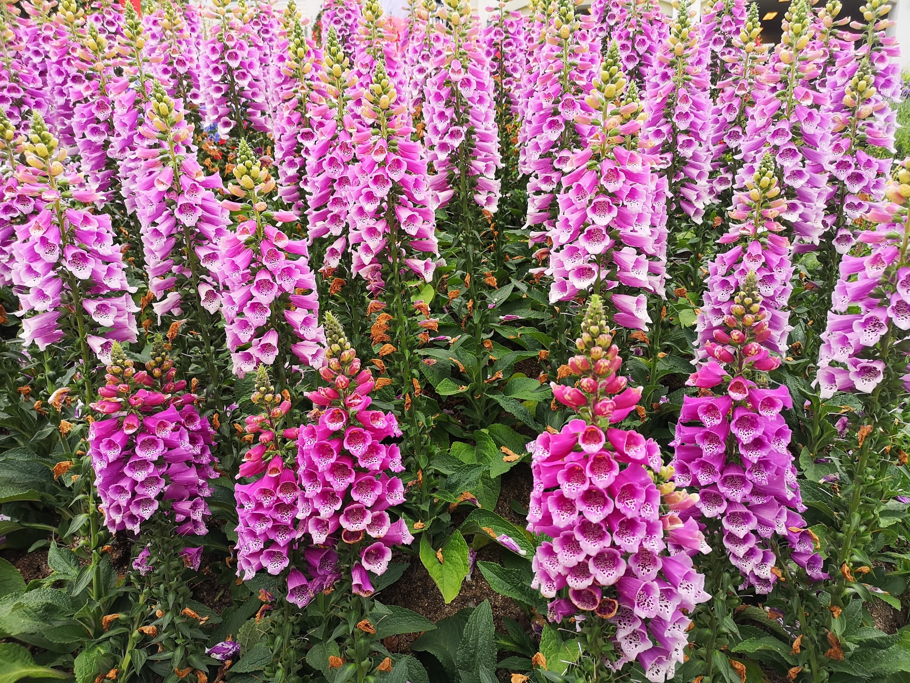 1000 PINK & PURPLE Mix FOXGLOVE Digitalis Flower Seeds