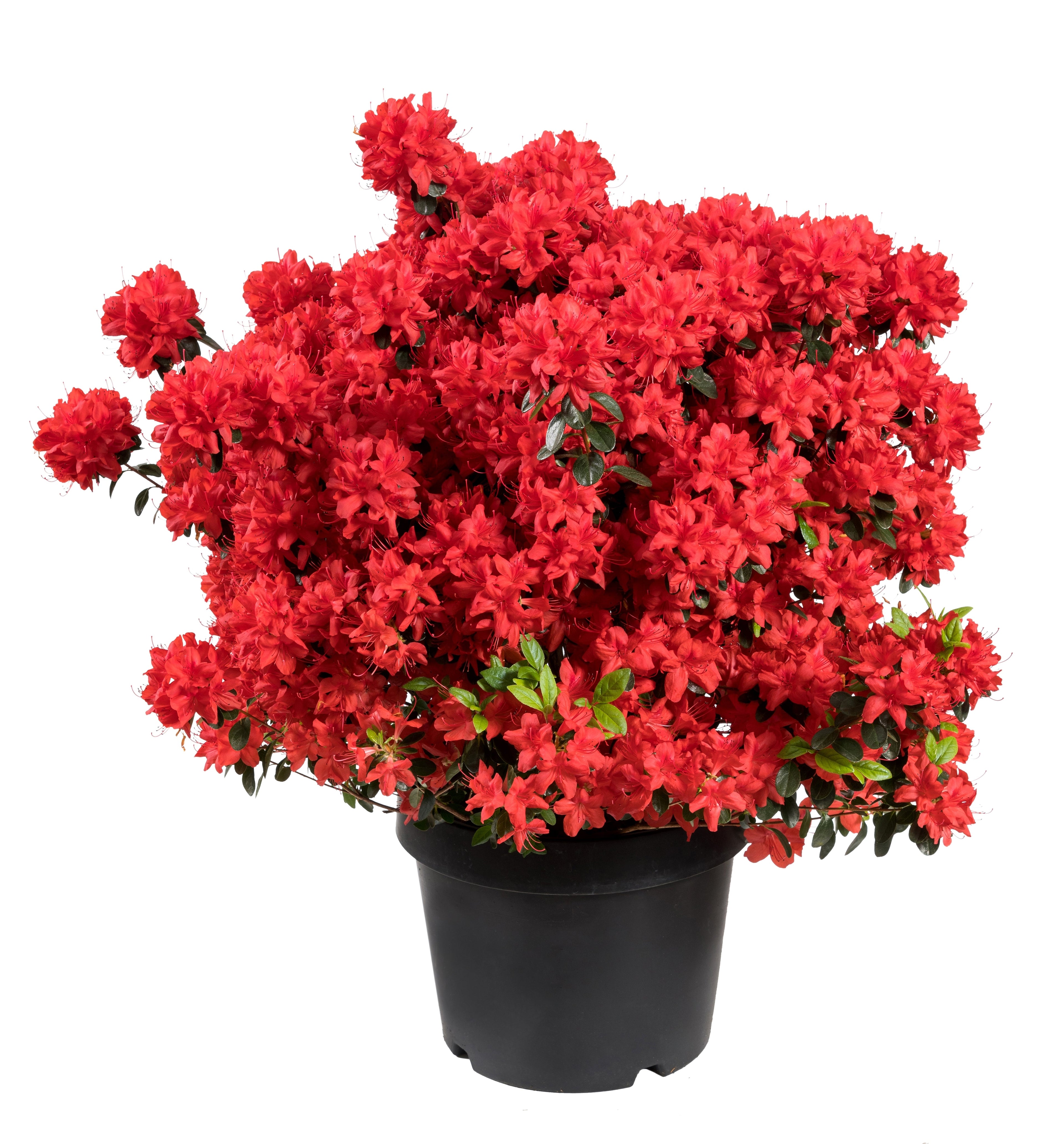 10 RED CUMBERLAND AZALEA Rhododendron Cumberlandense Bush Shrub Flower Seeds
