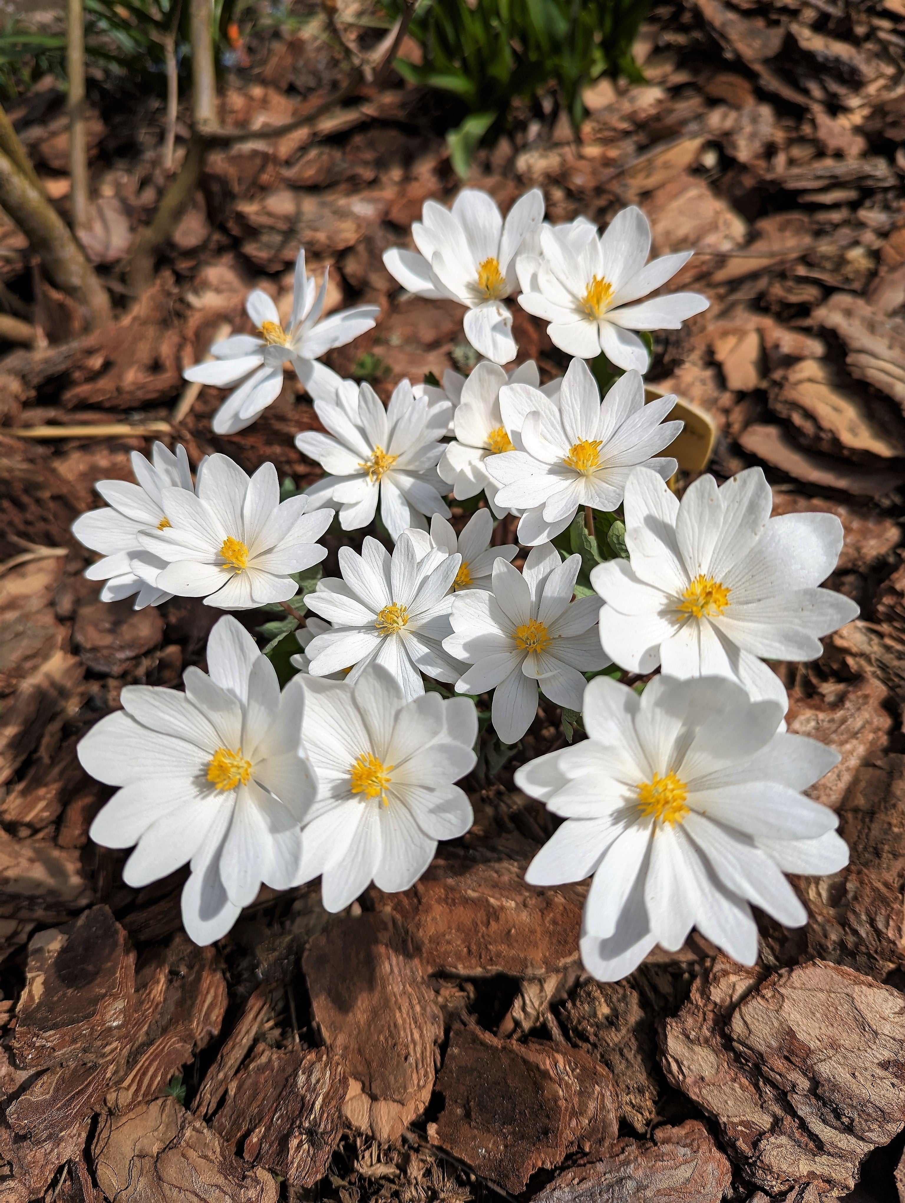 10 White BLOODROOT Sanguinaria Canadensis Shade Ground Cover Flower Seeds