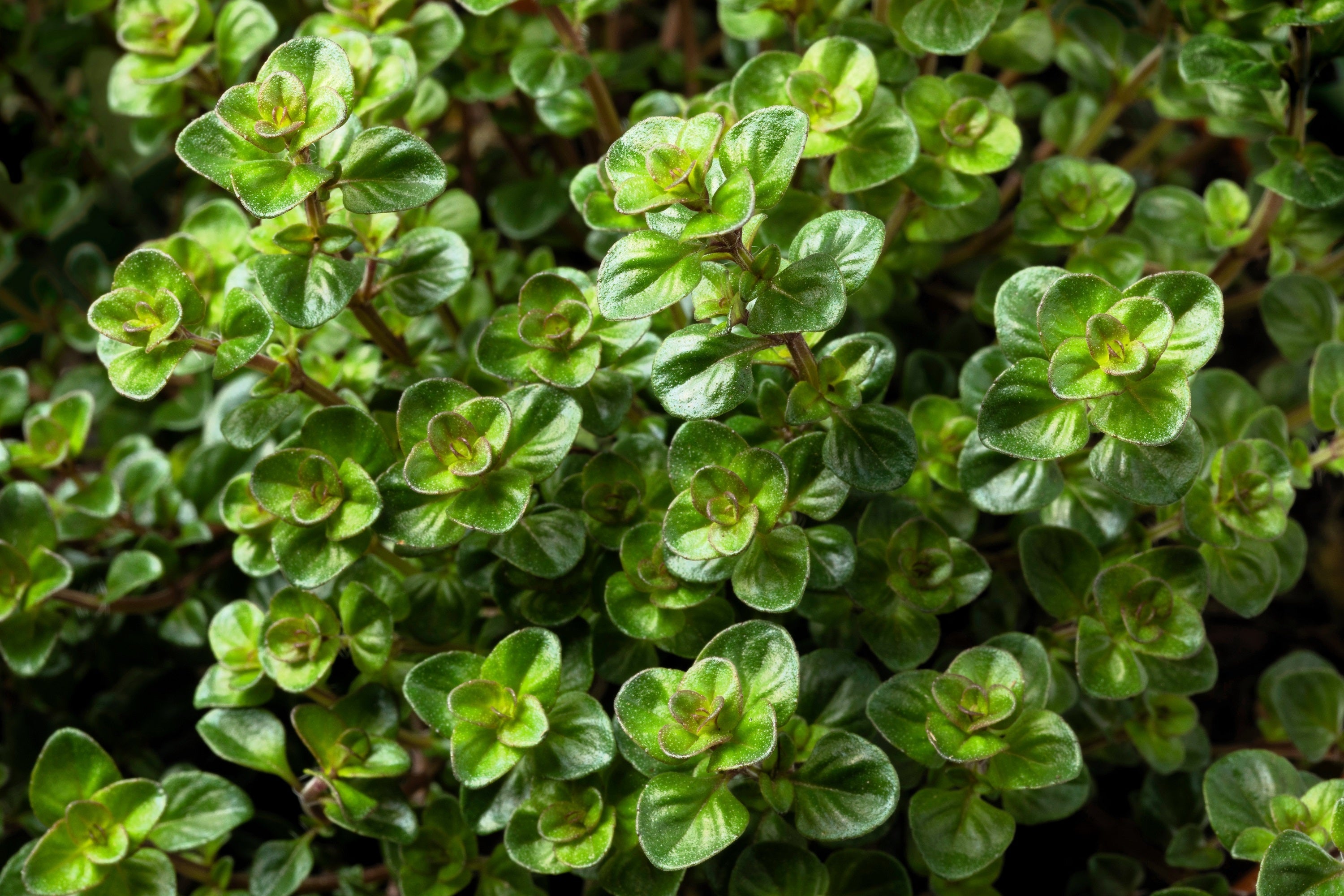 100 MOTHER OF THYME aka Lemon Broadleaved Large Thyme Thymus Pulegioides Herb Pink Flower Seeds