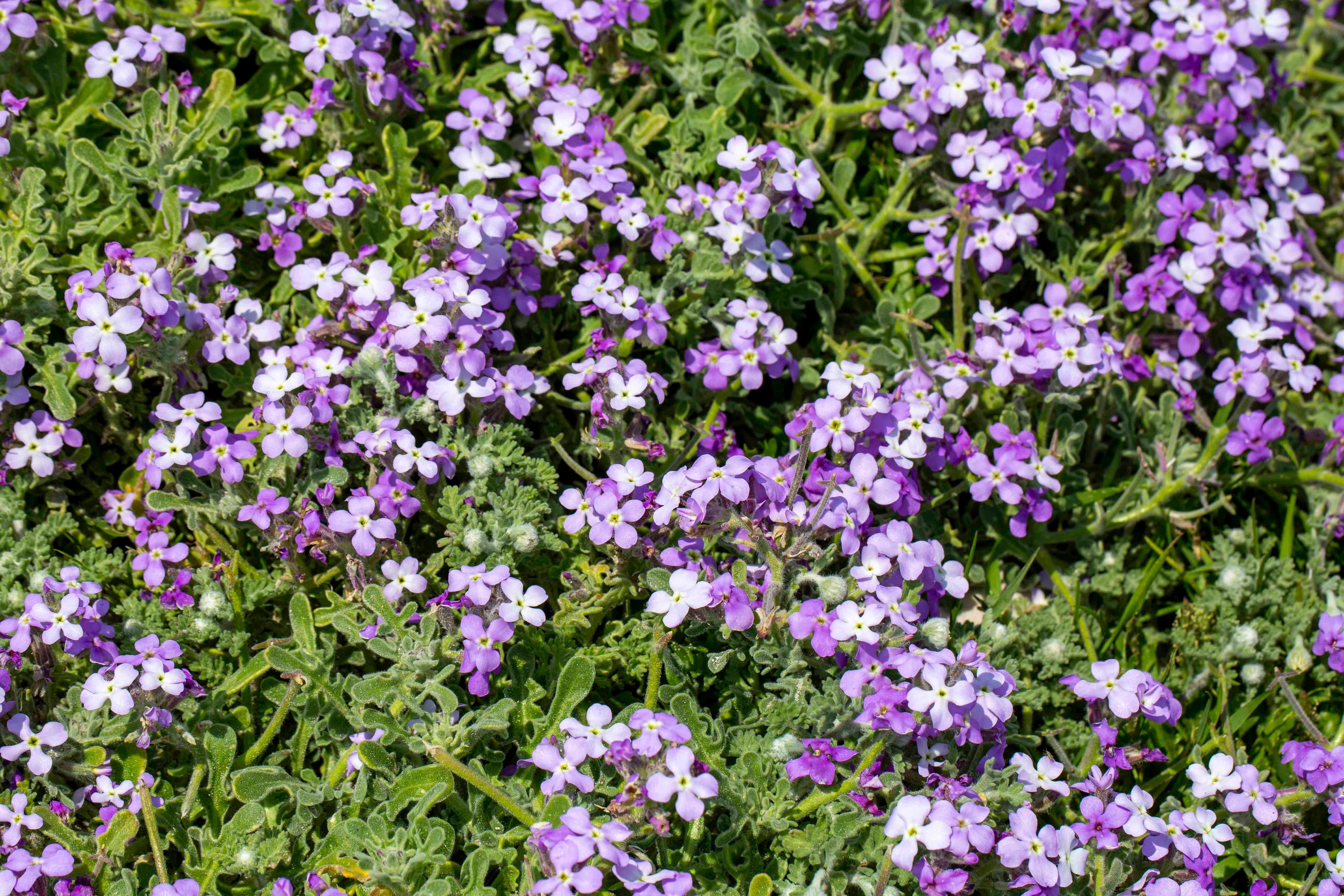 500 EVENING ( Night ) SCENTED STOCK Matthiola Longipetala Bicornis Flower Seeds