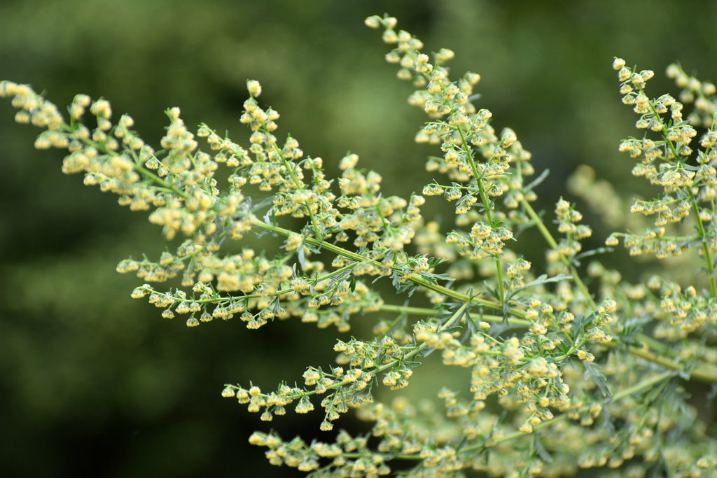 1000 SWEET WORMWOOD Artemisia Annua Sweet Annie Mugwort Sagewort Fragrant Herb Seeds
