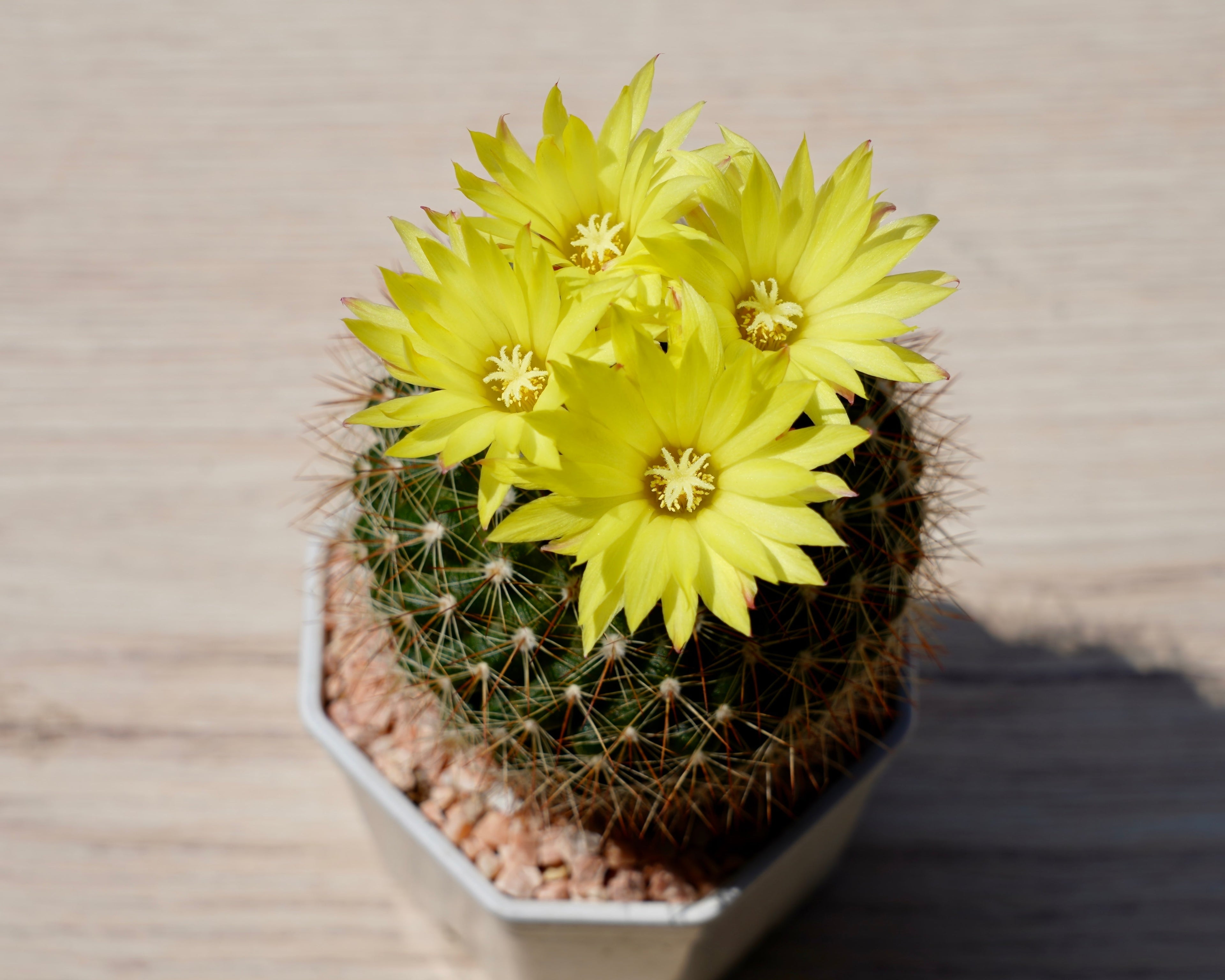 50 CACTUS MIX 'Finest Mixed' Succulent Flower Plant Seeds
