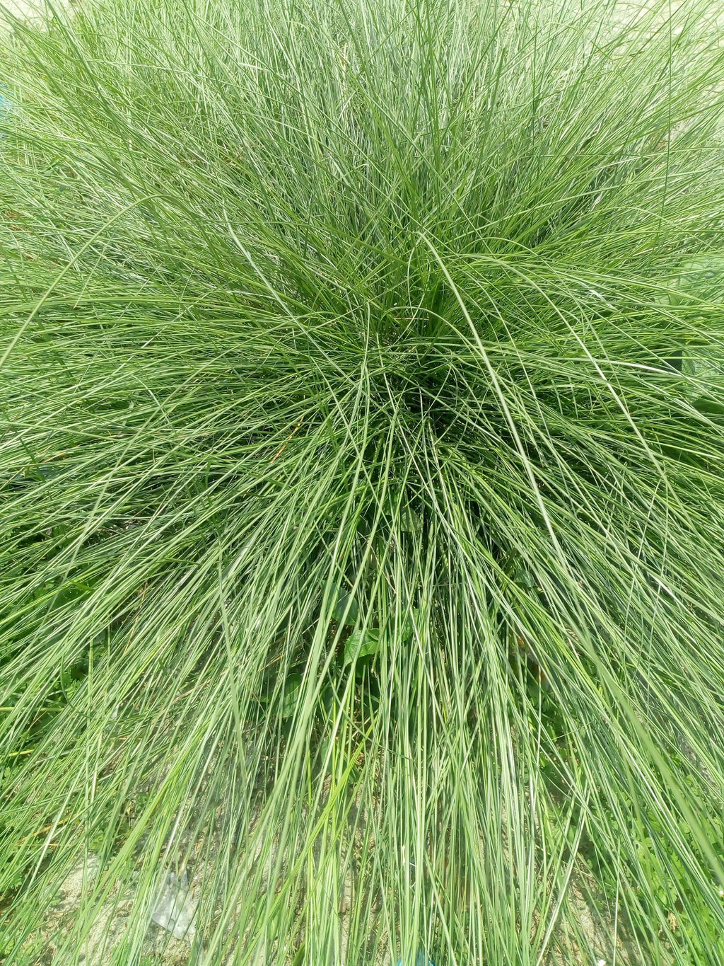 200 PRAIRIE DROPSEED Ornamental Native Grass Sporobolus Heterolepis Seeds