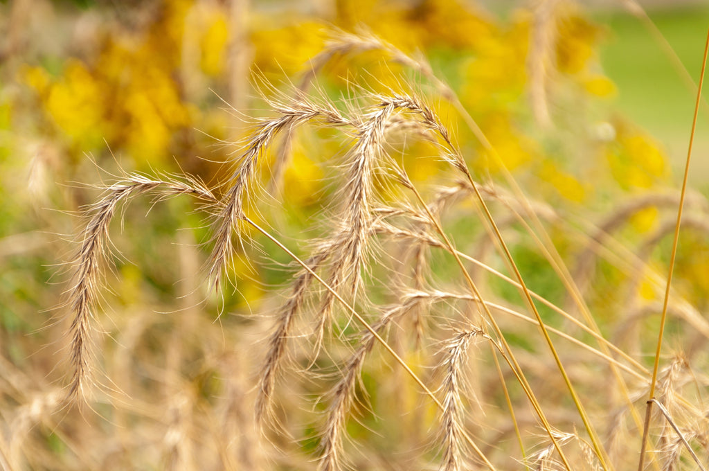 500 CANADIAN RYE Elymus Canadensis Grain Grazing Grass Ground Cover Seeds